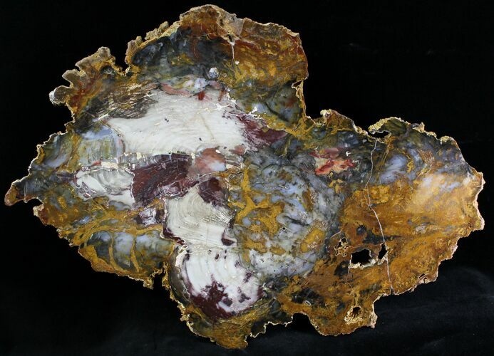 Large Hubbard Basin Petrified Wood Slab - #28303